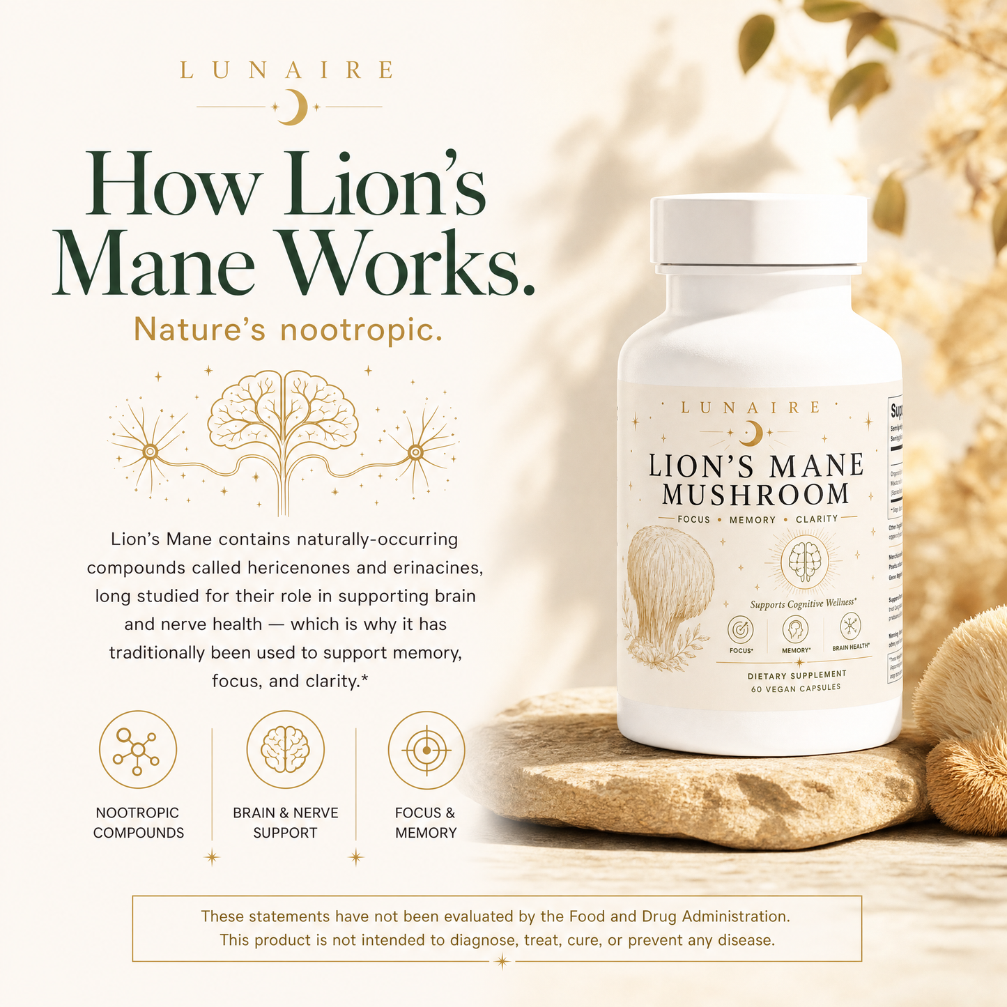 Lion's Mane - How Lion's Mane Works